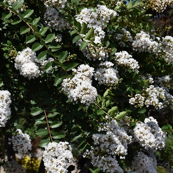 Lagerstroemia indica x fauriei 'Acoma'