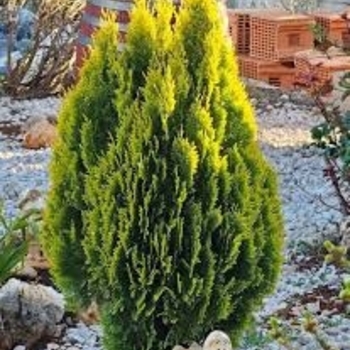 Thuja orientalis 'Aurea Nana'