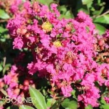 Lagerstroemia indica 'Victor'
