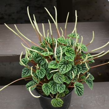 Peperomia caperata 'Emerald Ripple' 