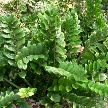 Zamioculcas zamiifolia