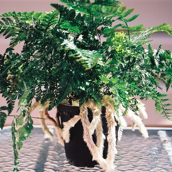 Davallia feejeensis