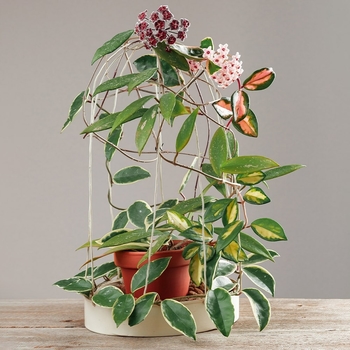 Hoya 'Multiple Varieties'