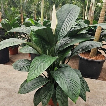 Spathiphyllum 'Sensation'
