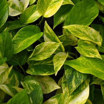 Epipremnum aureum