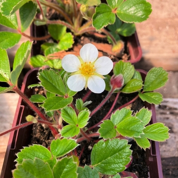 Fragaria chiloensis