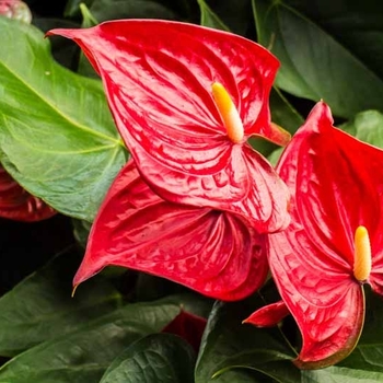 Anthurium andraeanum