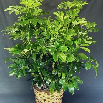 Schefflera arboricola