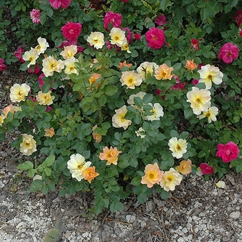 Rosa 'Morden Sunrise'