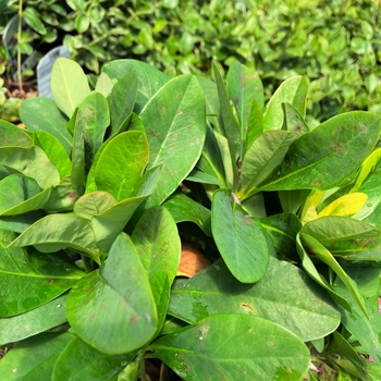 Euphorbia amygdaloides var. robbiae