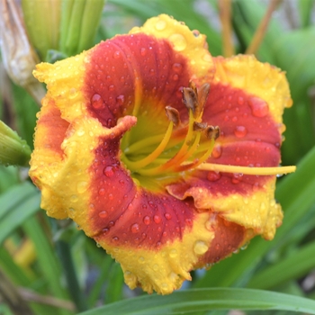 Hemerocallis 'SPd 08-50' USPP29346P2