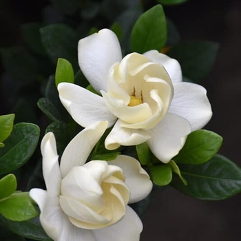 Gardenia jasminoides 'Radicans'