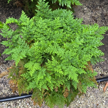 Selaginella braunii