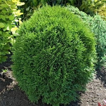 Thuja occidentalis 'Little Giant' 