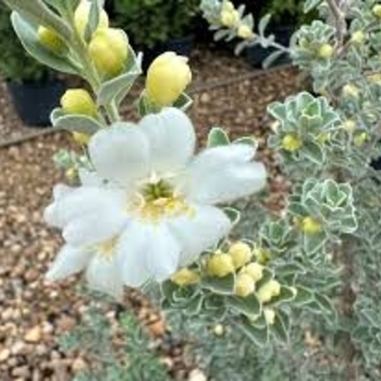 Leucophyllum frutescens 'Grehjs' PP33638
