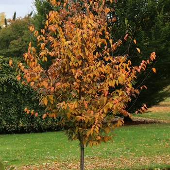 Carpinus caroliniana 'Rising Fire®'