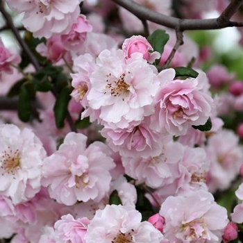 Malus ioensis 'Prairie Rose' 
