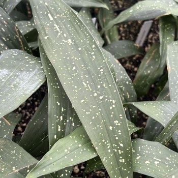 Aspidistra elatior 'Milky Way'