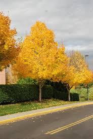 Acer platanoides 'Pond' PP4887