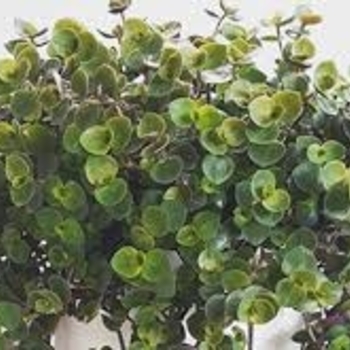 Callisia repens