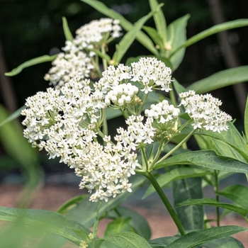 Asclepias perennis