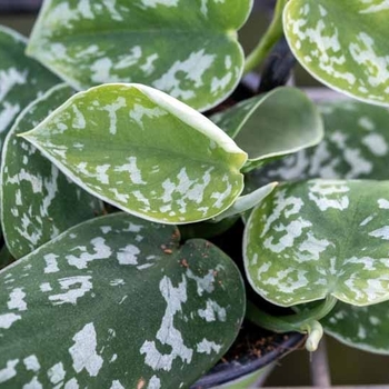 Scindapsus pictus