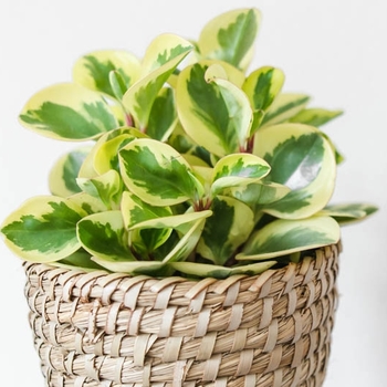Peperomia obtusifolia