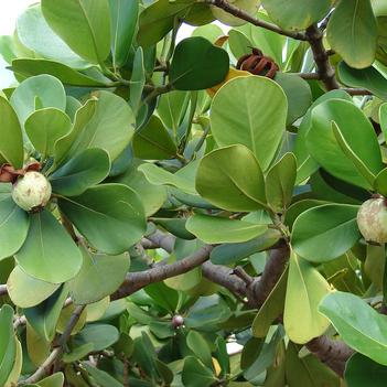 Clusia rosea