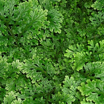 Selaginella 'Multiple Varieties'