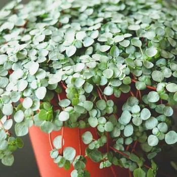 Pilea glauca