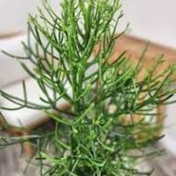Euphorbia tirucalli 'Green'