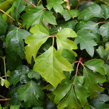 Cissus rhombifolia