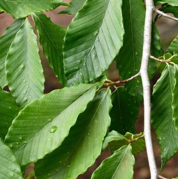 Fagus grandifolia