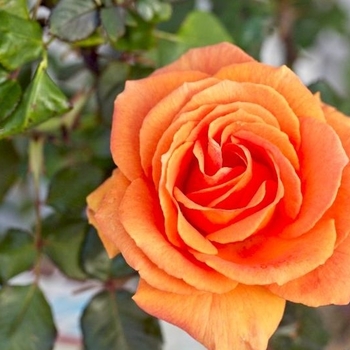 Rosa 'WEKjutono' PP20166