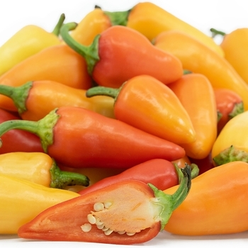 Capsicum annuum 'Megatron' 