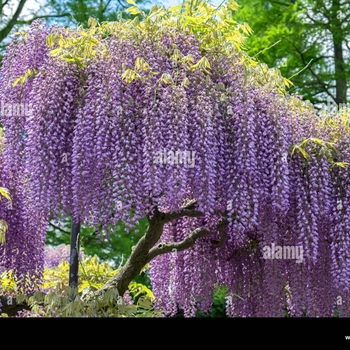 Wisteria floribunda