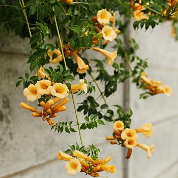 Campsis radicans f. flava