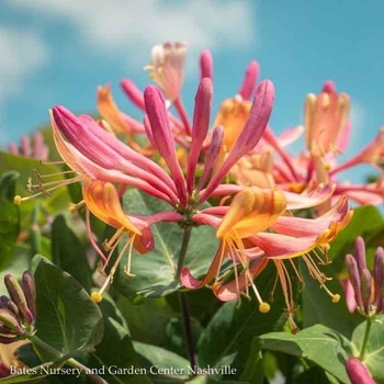 Lonicera x heckrottii 'Goldflame (American Beauty)'