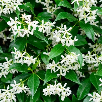 Jasminum multiflorum