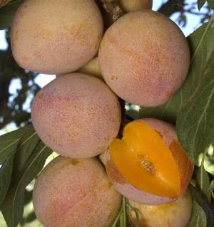 Prunus salicina 'Santa Rosa'
