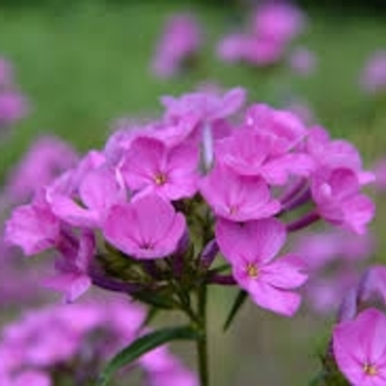 Phlox glaberrima 'Morris Berd'