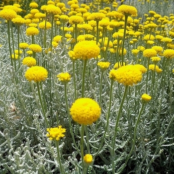 Santolina chamaecyparissus 'Nana'