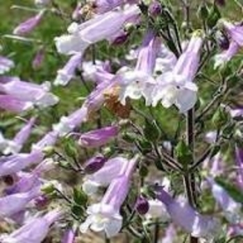 Penstemon hirsutus