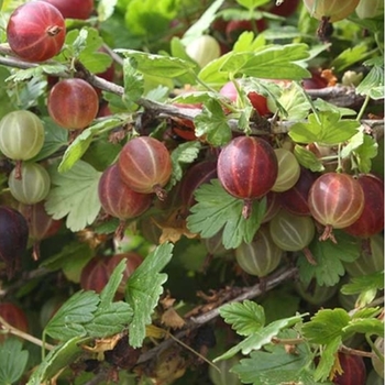 Ribes uva-crispa 'Little Ben' 