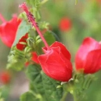 Malvaviscus arboreus var. drummondii 'Big Mama'