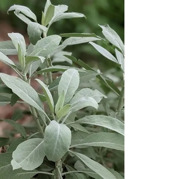Salvia apiana