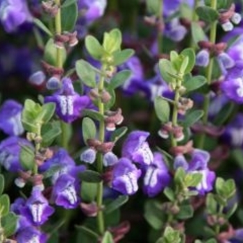 Scutellaria resinosa 'Smoky Hills' 
