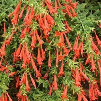 Zauschneria garrettii 'Orange Carpet®' PP18,951