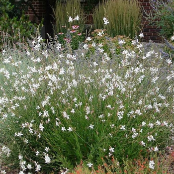 Gaura lindheimeri