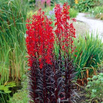Lobelia cardinalis 'Queen Victoria'